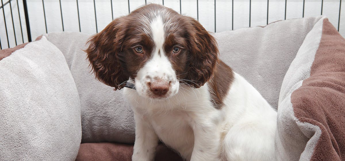 can dogs live in outdoor kennels