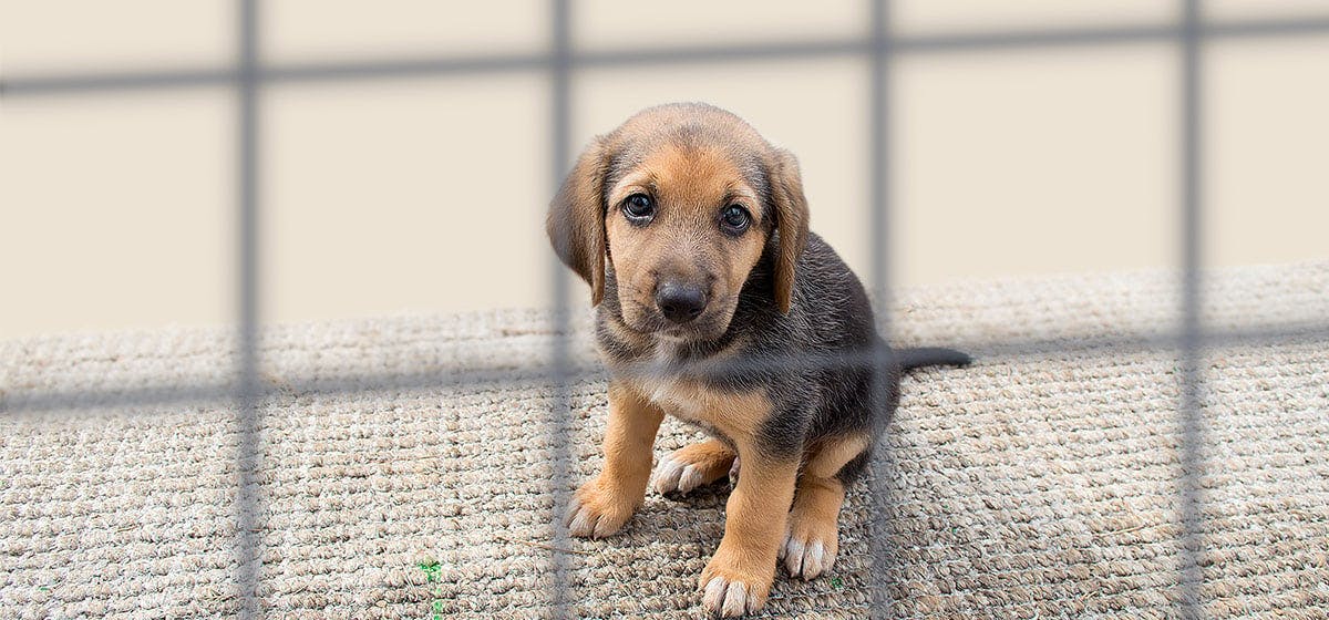 can dogs live in outdoor kennels