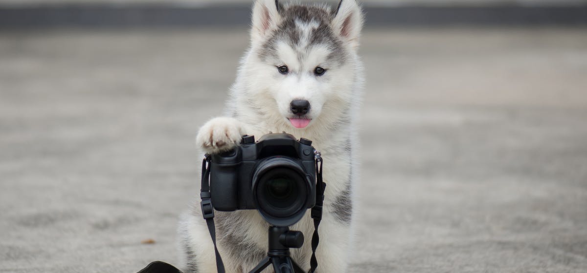 can-dogs-see-infrared