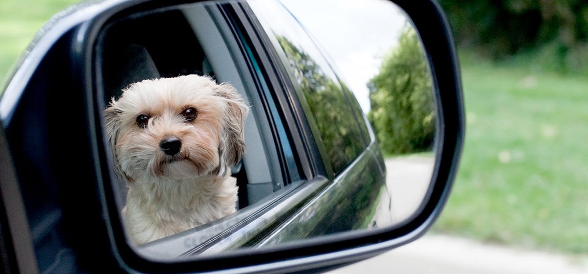 can-dogs-see-their-noses