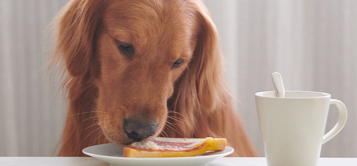 can dogs eat warm food