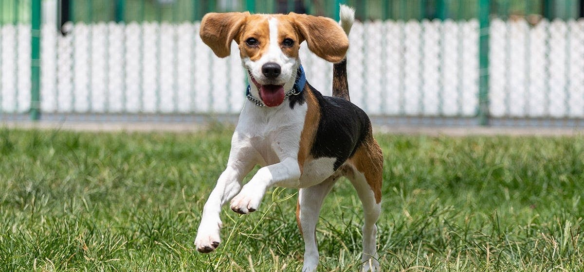 can-dogs-with-floppy-ears-hear-as-well