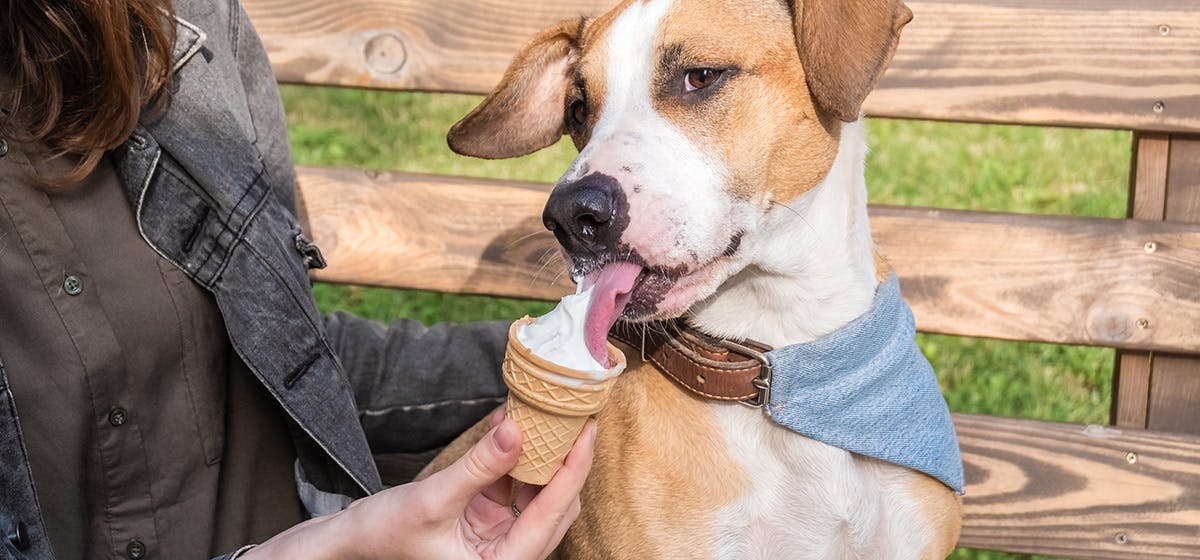 can-dogs-taste-ice-cream