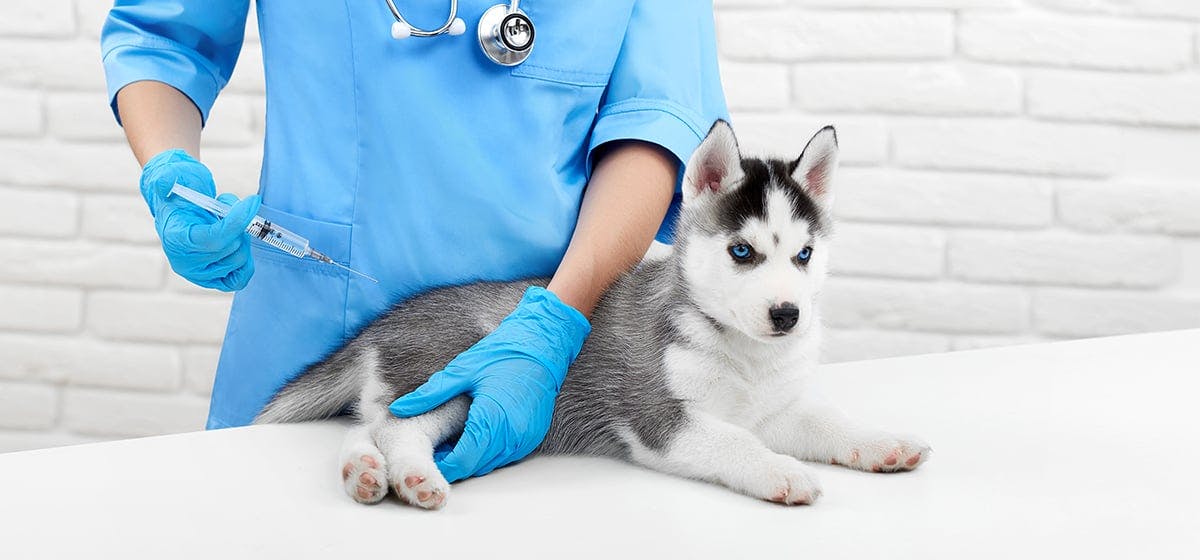 can-puppies-get-sick-after-first-shots