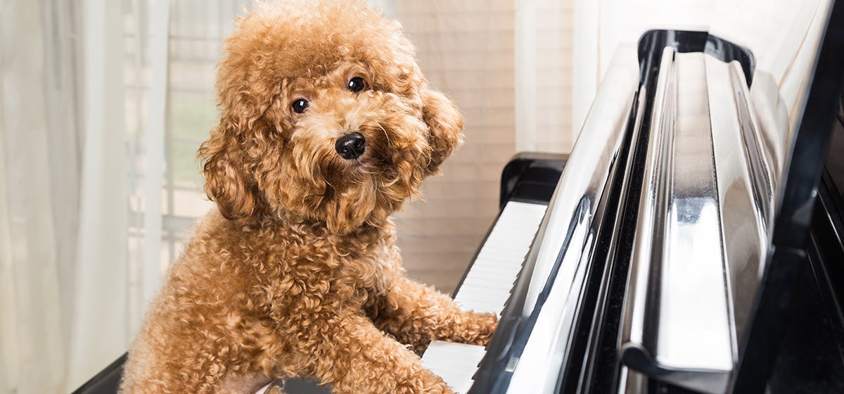 do ultrasonic waves affect dogs