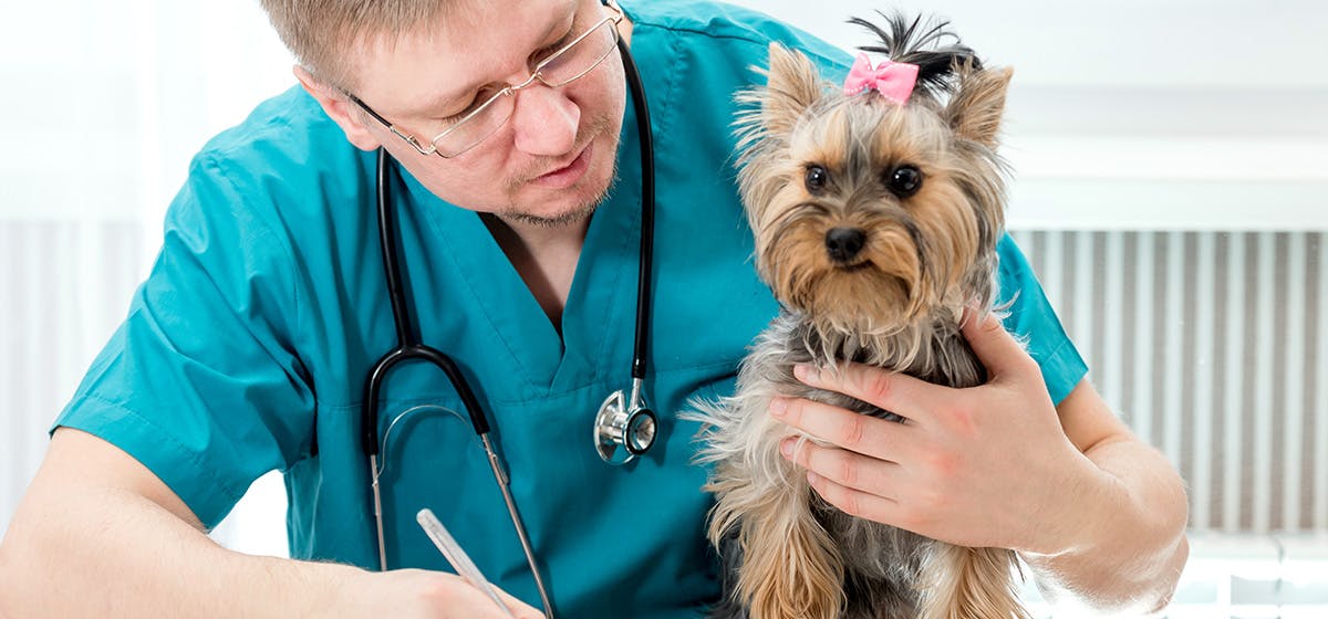 Can Dogs Live with Kidney Disease? - Wag!