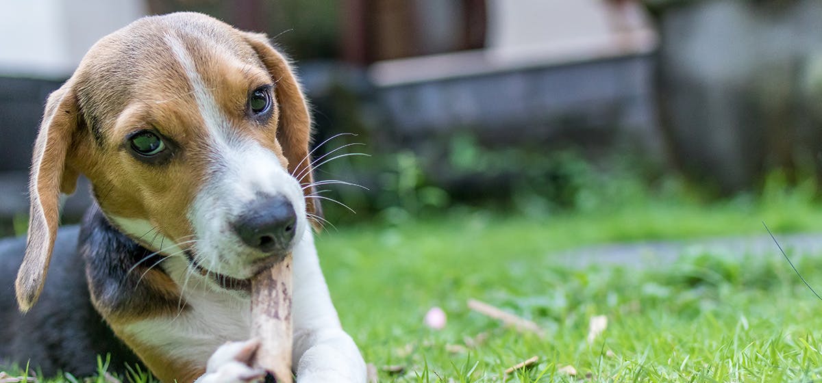 Giardia lawn cheap treatment