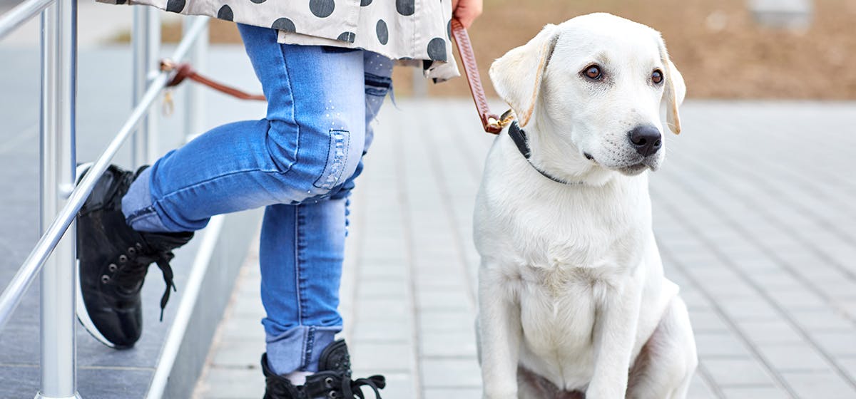 can-dogs-recognize-their-owners-wag