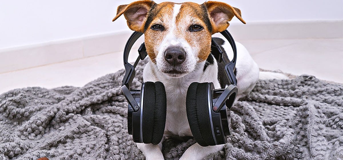 do dogs remember music