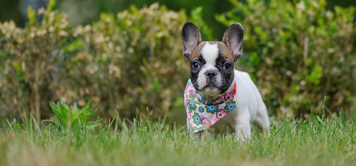 can dogs hear mouse repellers