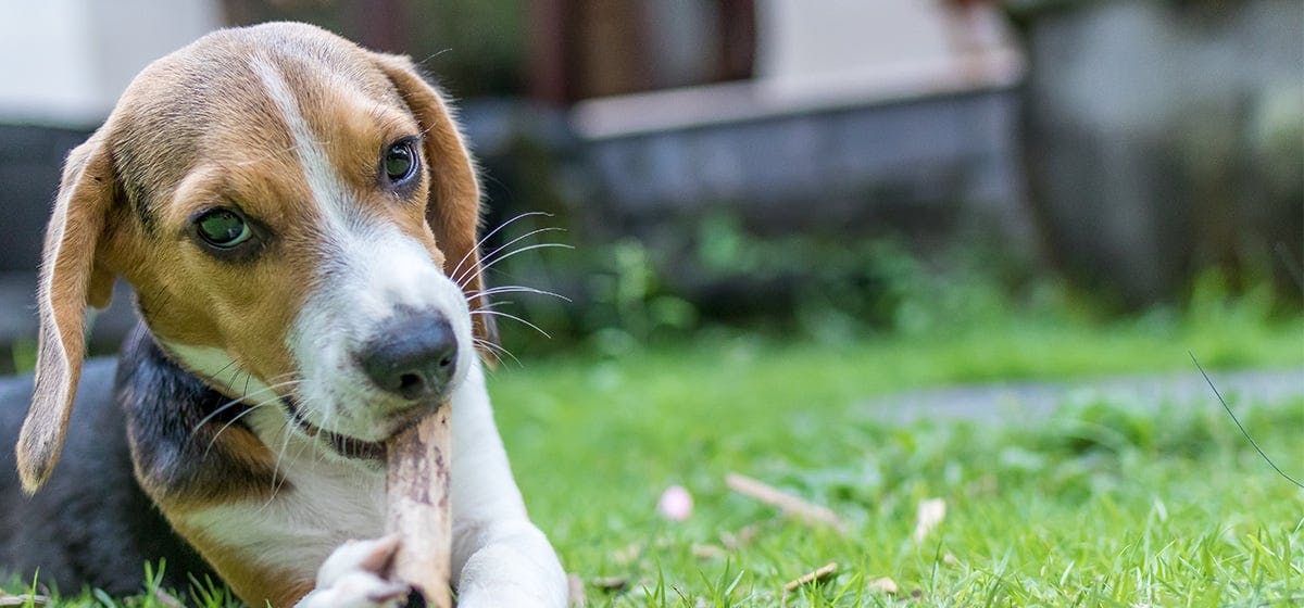 what happens if a dogs whiskers get burned