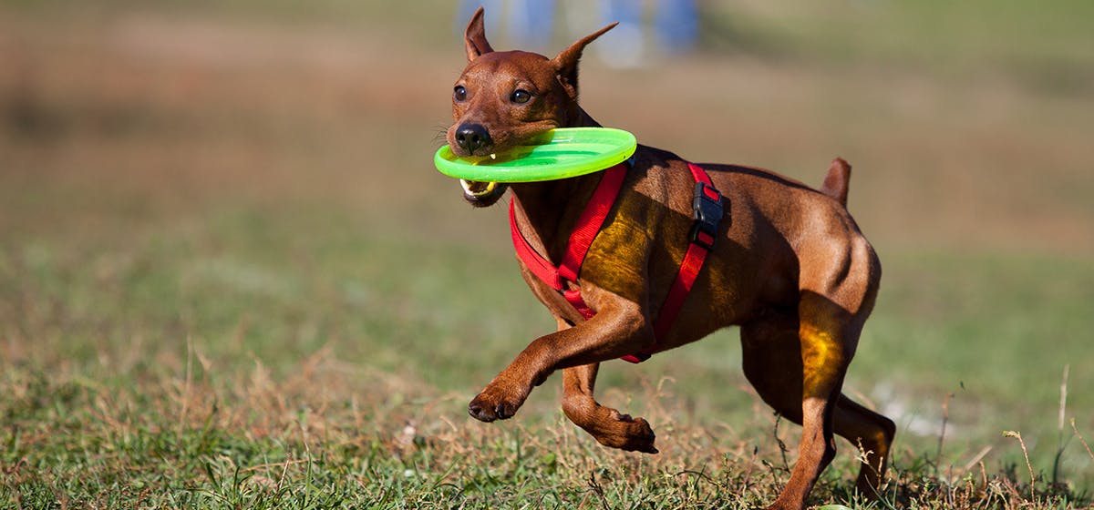 can all dogs play frisbee