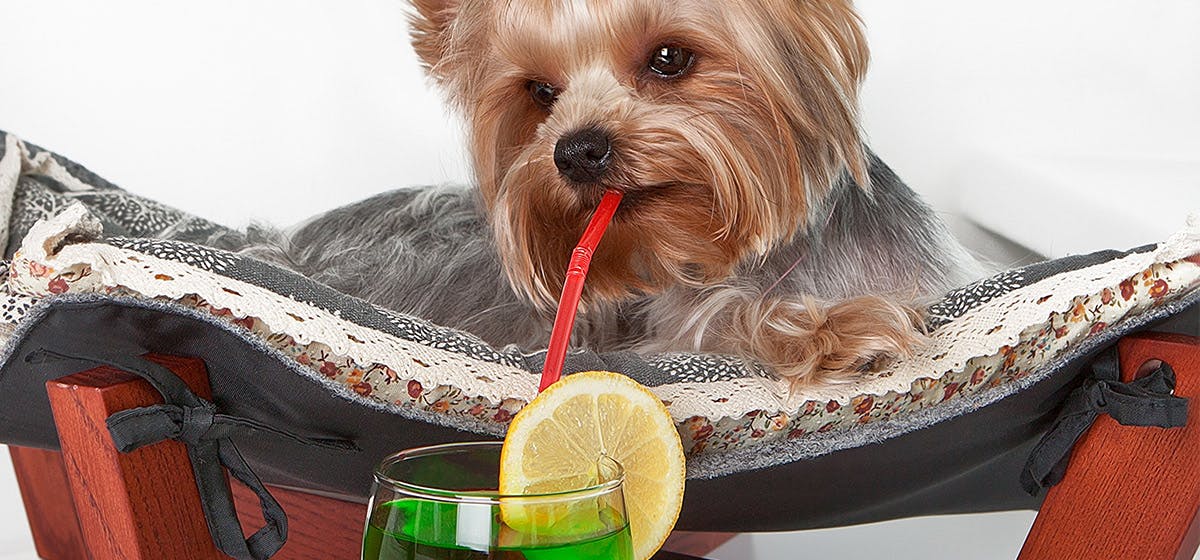 can-dogs-taste-fizzy-food