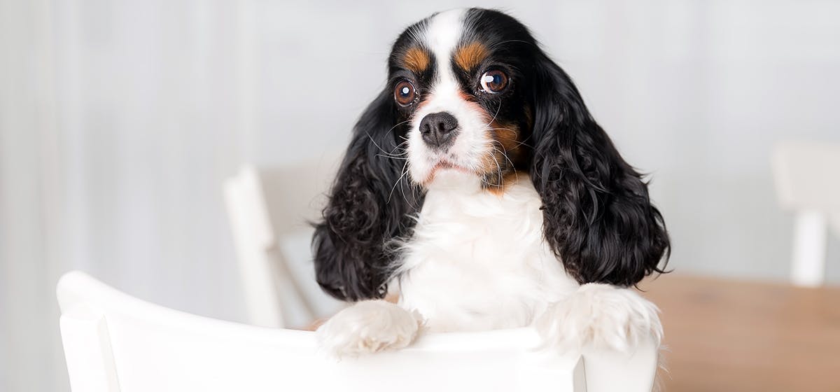 is coconut milk dangerous for dogs