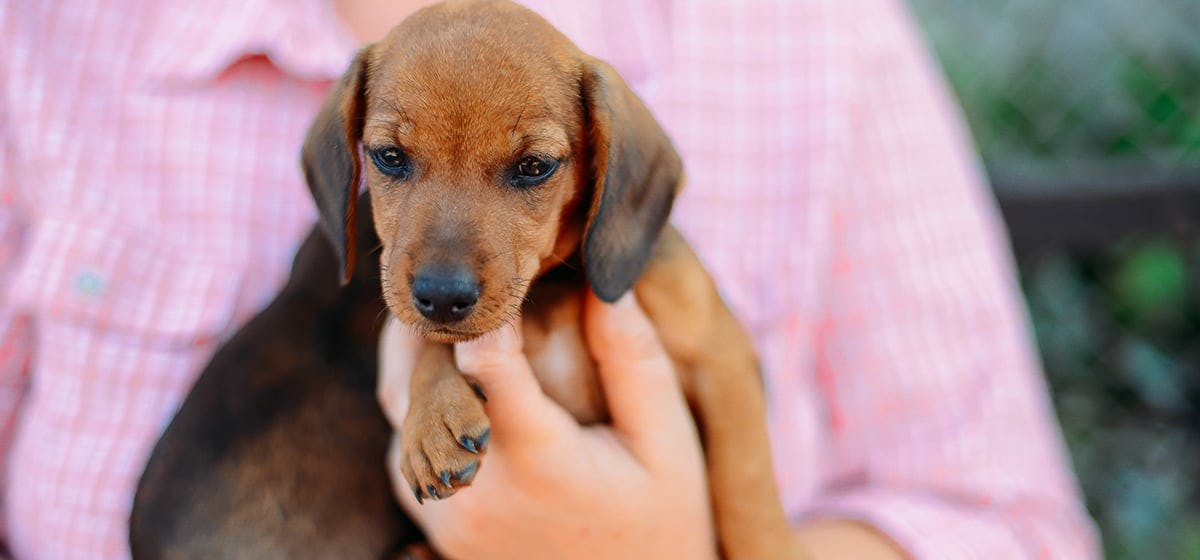 can-dogs-hear-a-human-heartbeat