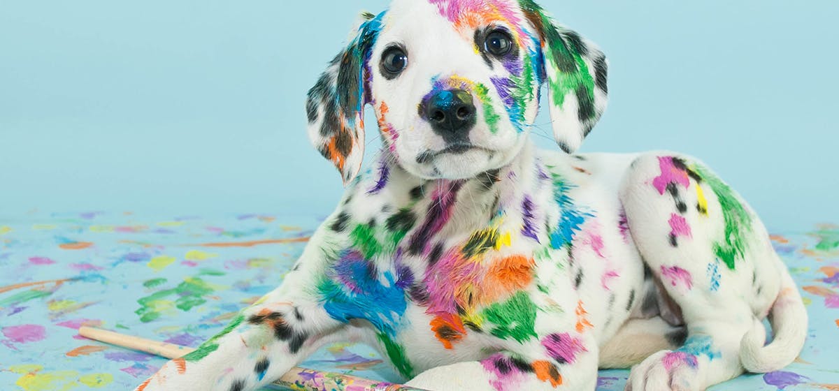 dog licked wet paint