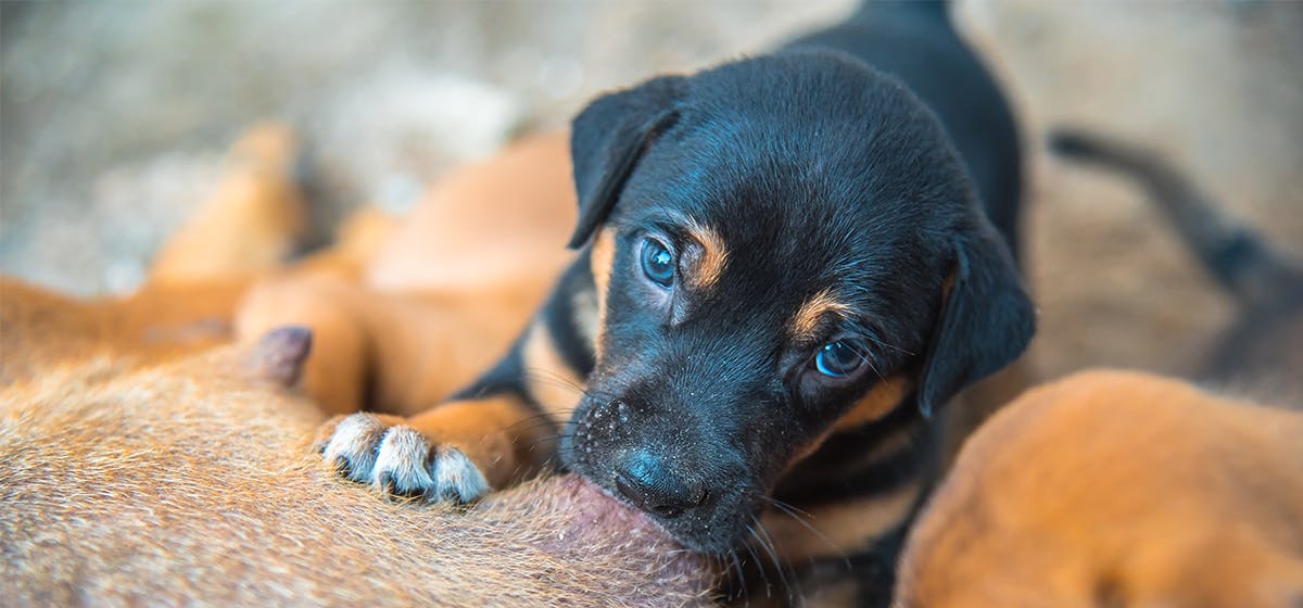 can-dogs-drink-breast-milk