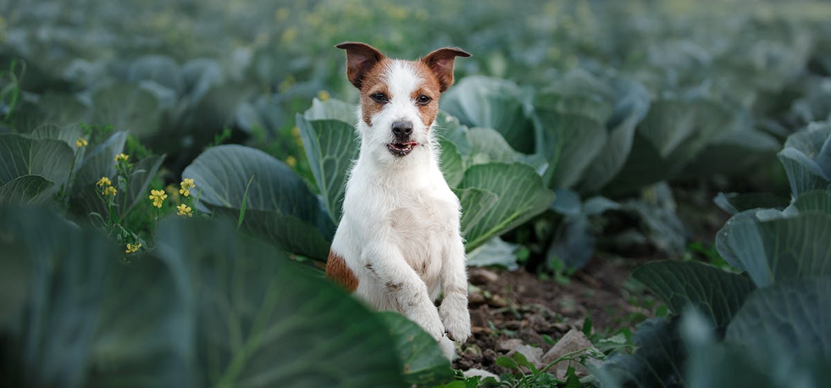 can-dogs-taste-arugula