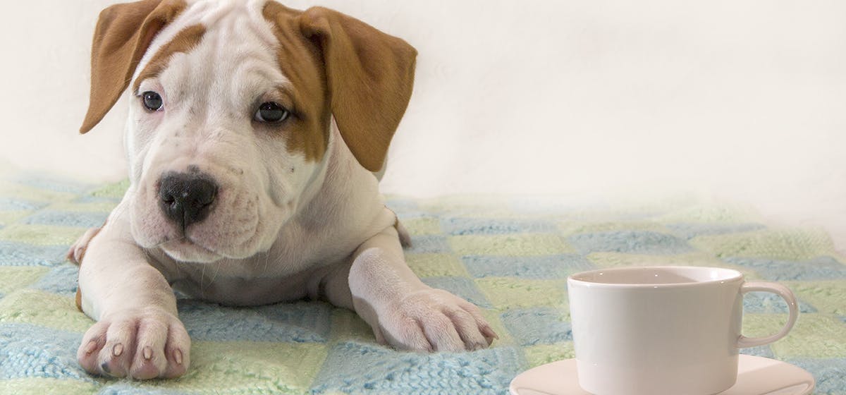 can-dogs-smell-drugs-through-coffee