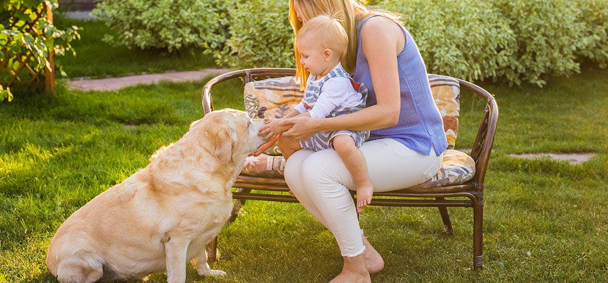 can babies and dogs communicate