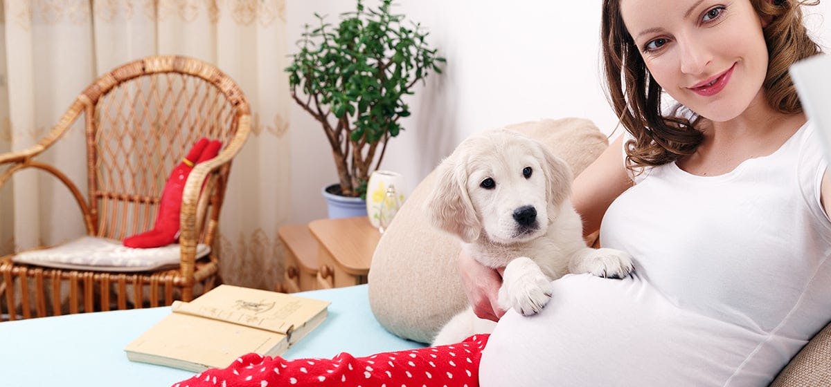 Do dogs sense your 2024 pregnant