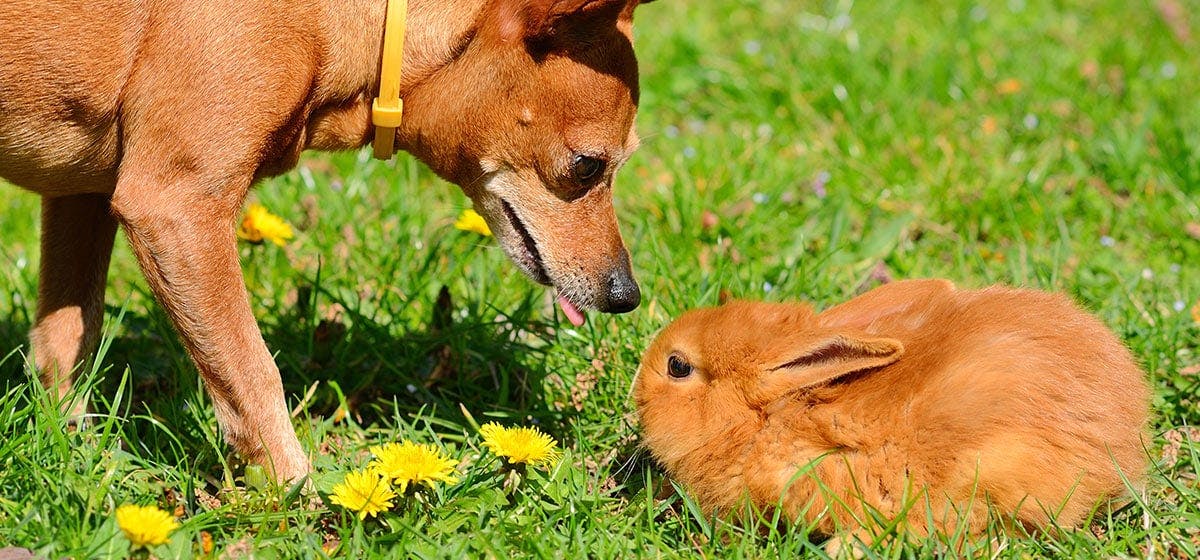 are rabbits scared of dogs