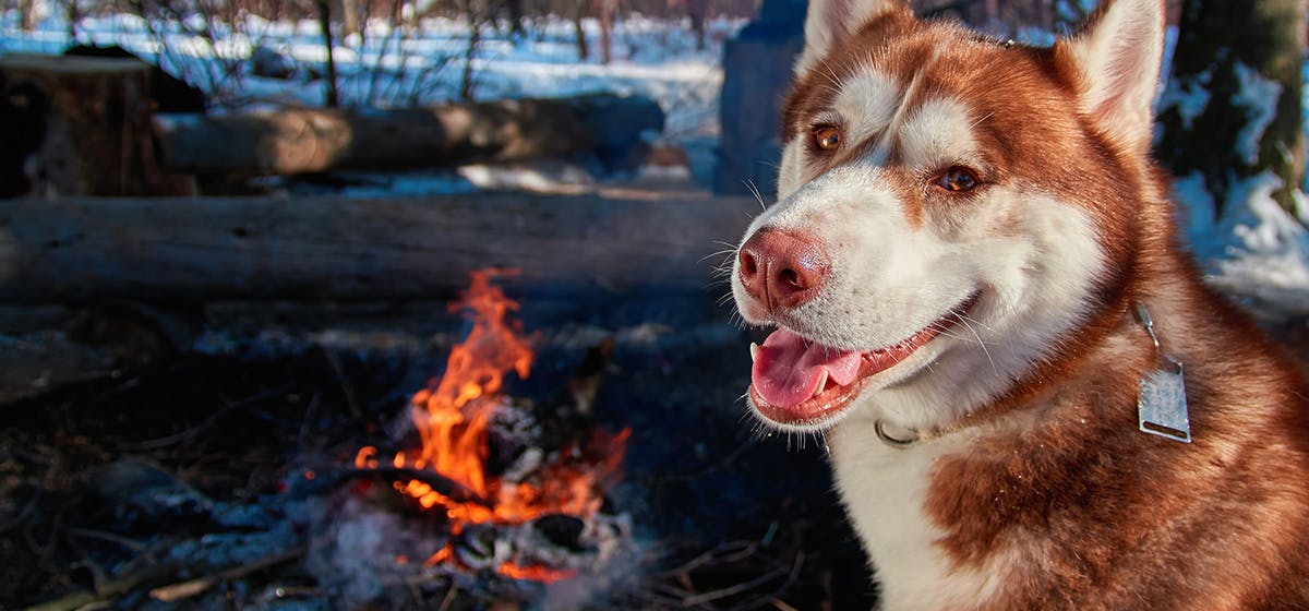 can-dogs-smell-smoke