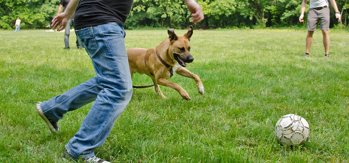 do dogs like learning tricks