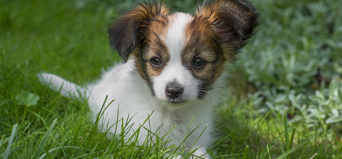 Can Dogs Taste Blackberries? - Wag!