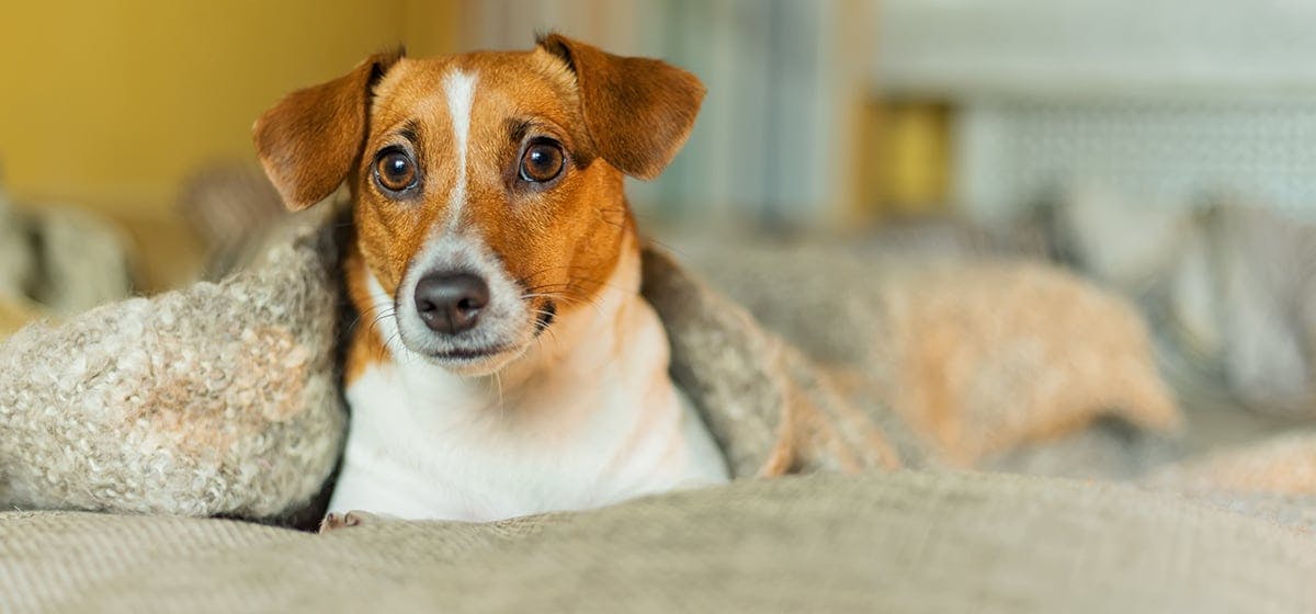 why do dogs like soft blankets