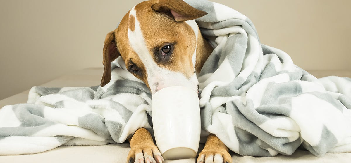 what happens when dogs drink coffee