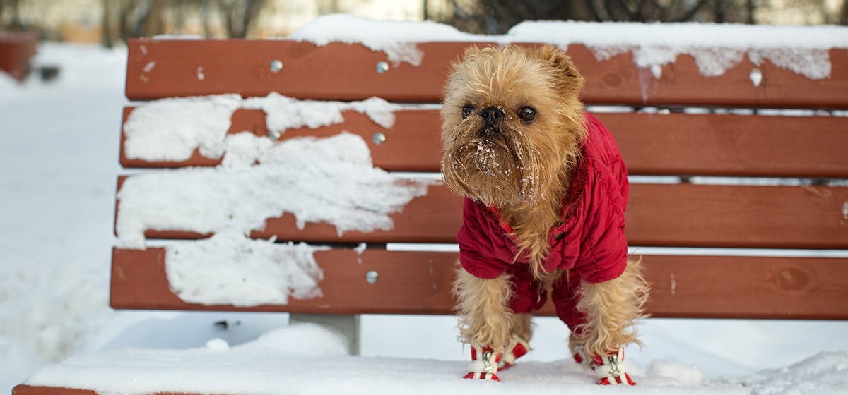 Can Dogs Feel Their Pads? - Wag!