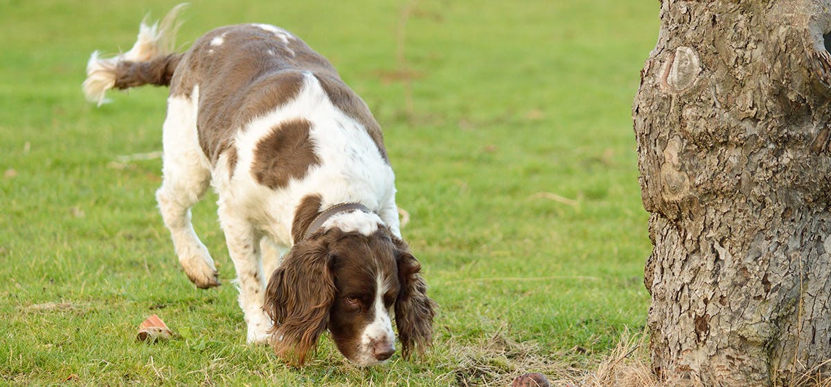 can-dogs-smell-bugs