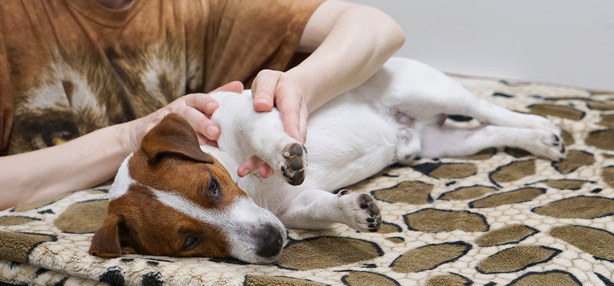 can-dogs-feel-massages