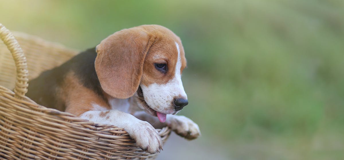 can-dogs-smell-through-airtight-containers