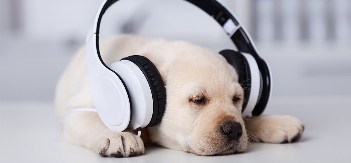 can-dogs-feel-music