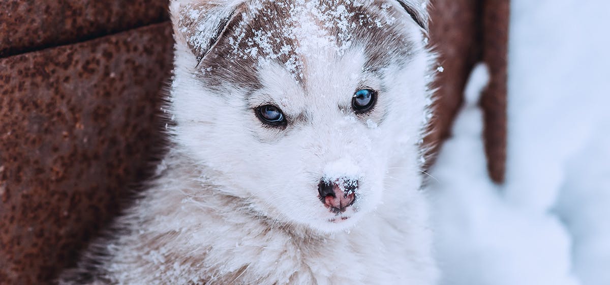 can-dogs-live-outside-in-the-winter