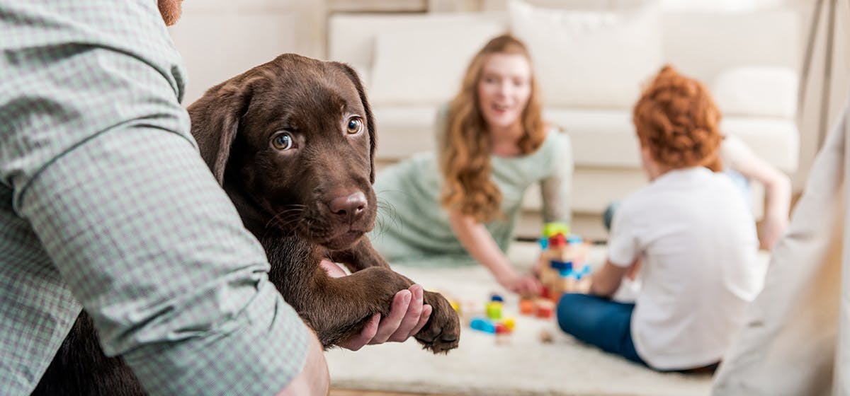 Can Dogs Smell Family Members? - Wag!