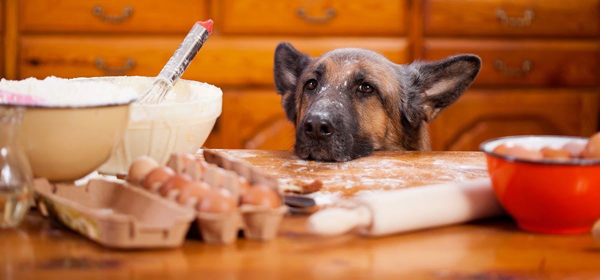 Can Dogs Taste Bittersweet Food? - Wag!