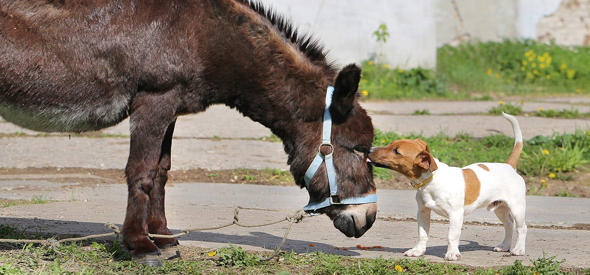 can-dogs-live-with-donkey