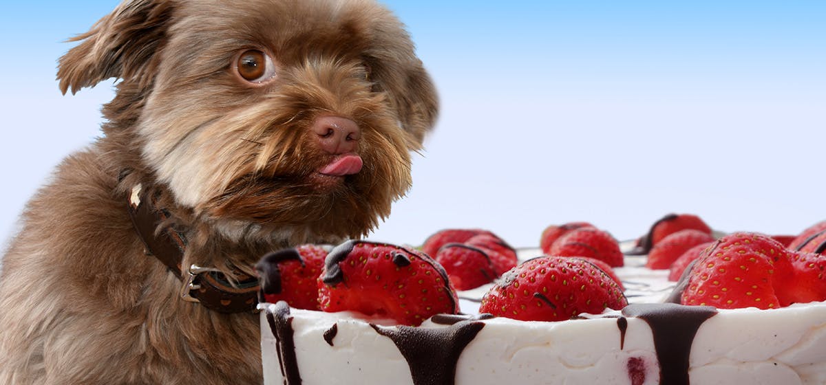 can-dogs-taste-chocolatey-food