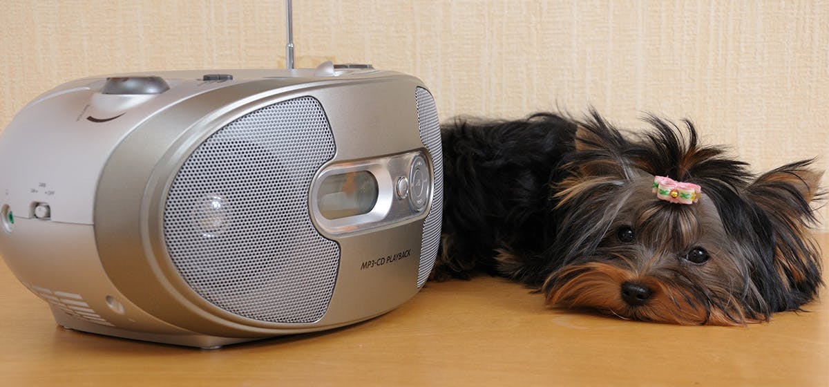 Ultrasonic sounds for dogs