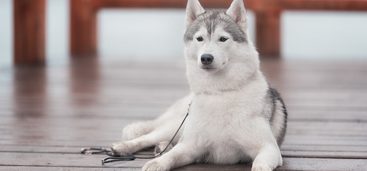 can dogs drink coke