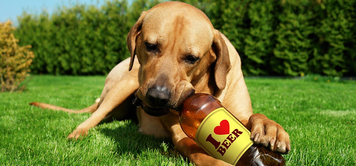 what happens if a dog drinks a beer