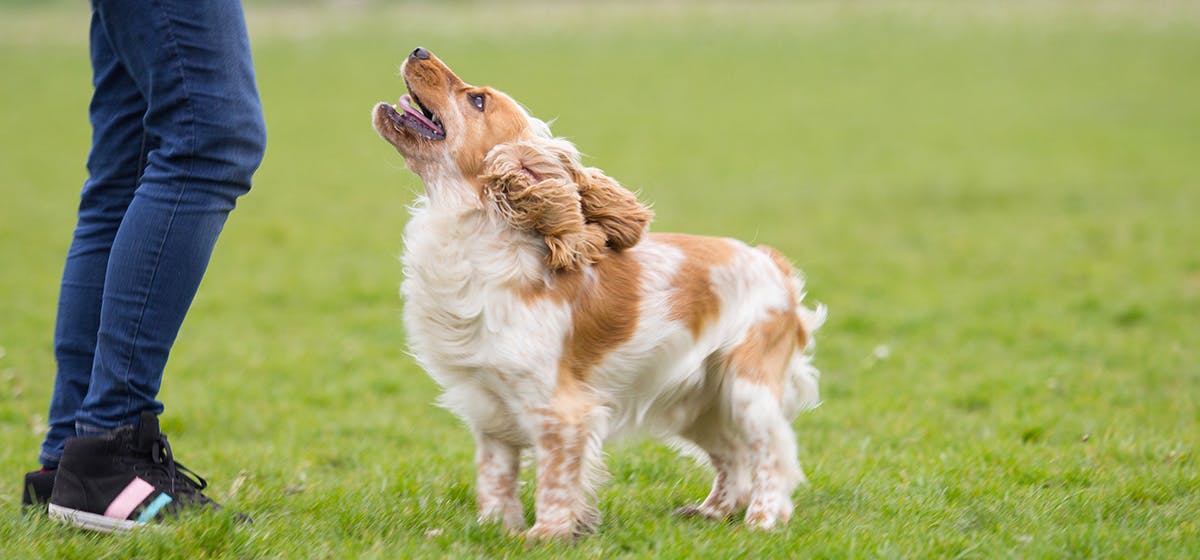 can-dogs-feel-excitement