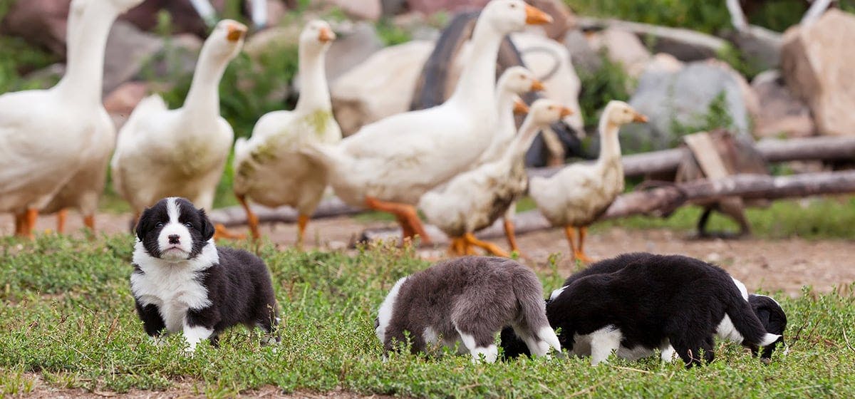 can-dogs-live-with-geese