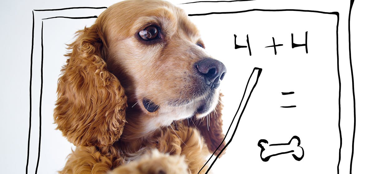 can dogs do math