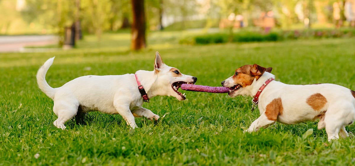 tug of war good for dogs