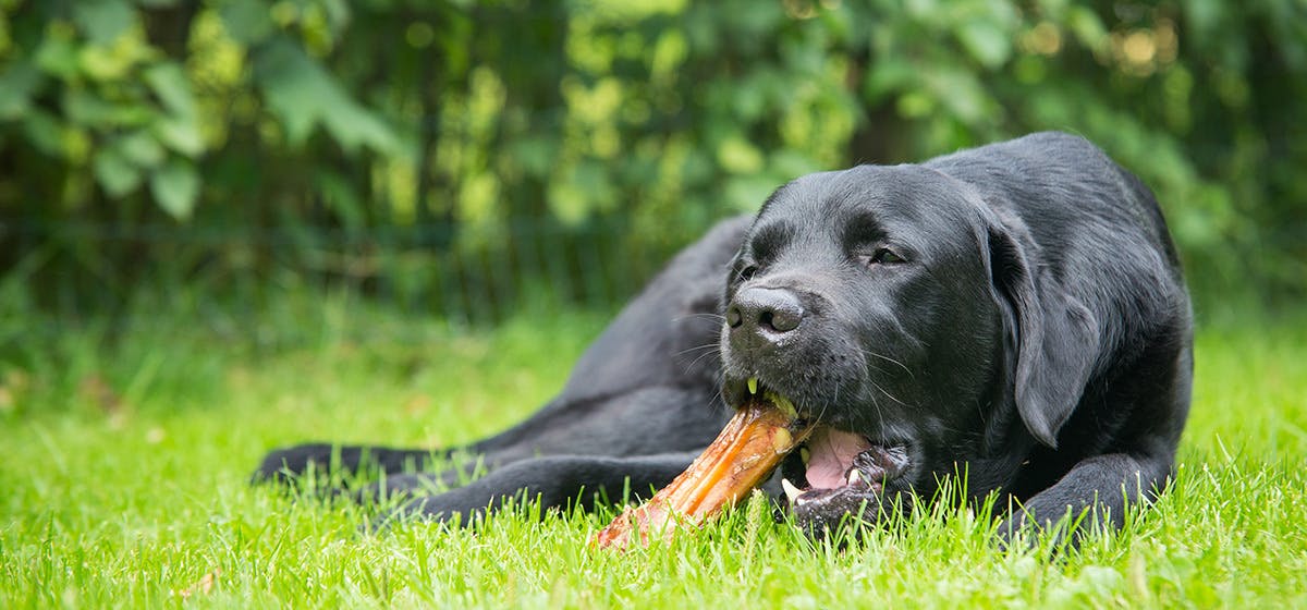 what happens if a dog eats a rabbit