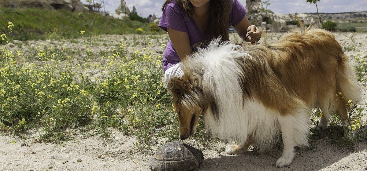 Can Dogs Live With Turtles Wag